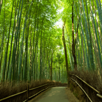 Luxury Japan: Art, Culture & Cuisine (11 Days)