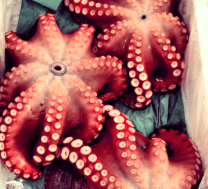 Boutique Japan Featured Travelers Tokyo Tsukiji Market octopus