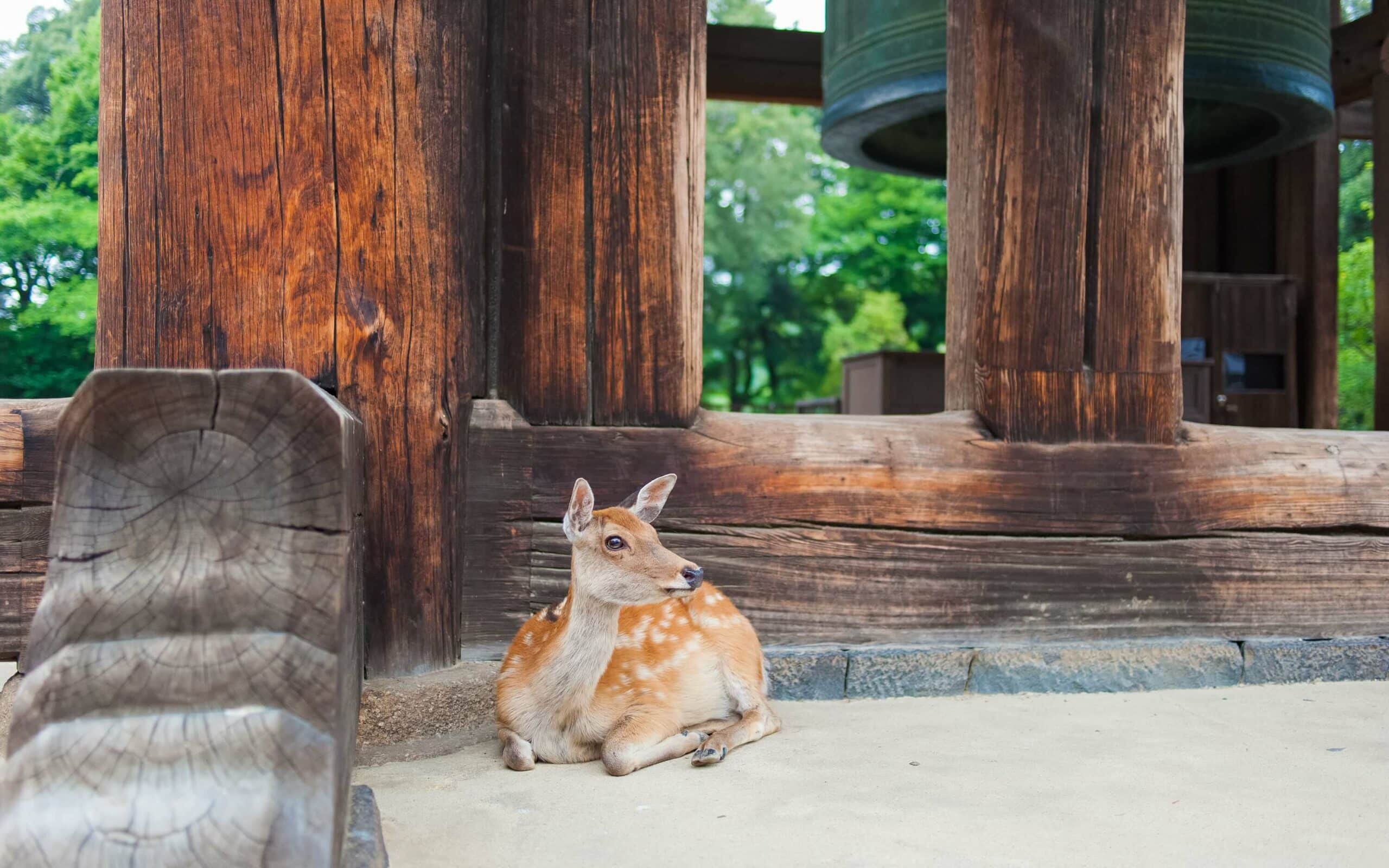 deer nara japan