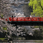 Cherry blossoms in spring at Nakabashi Bridge, Takayama, Japan