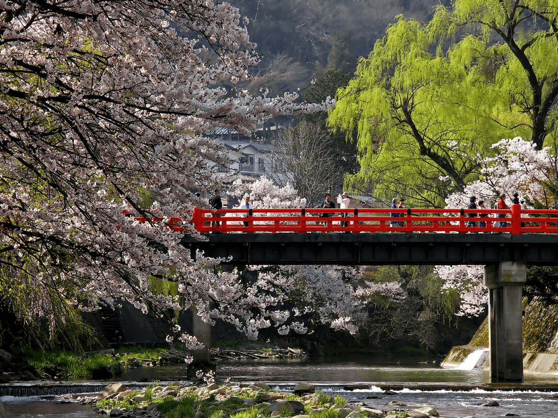 Cherry Blossom Festival Transportation Guide