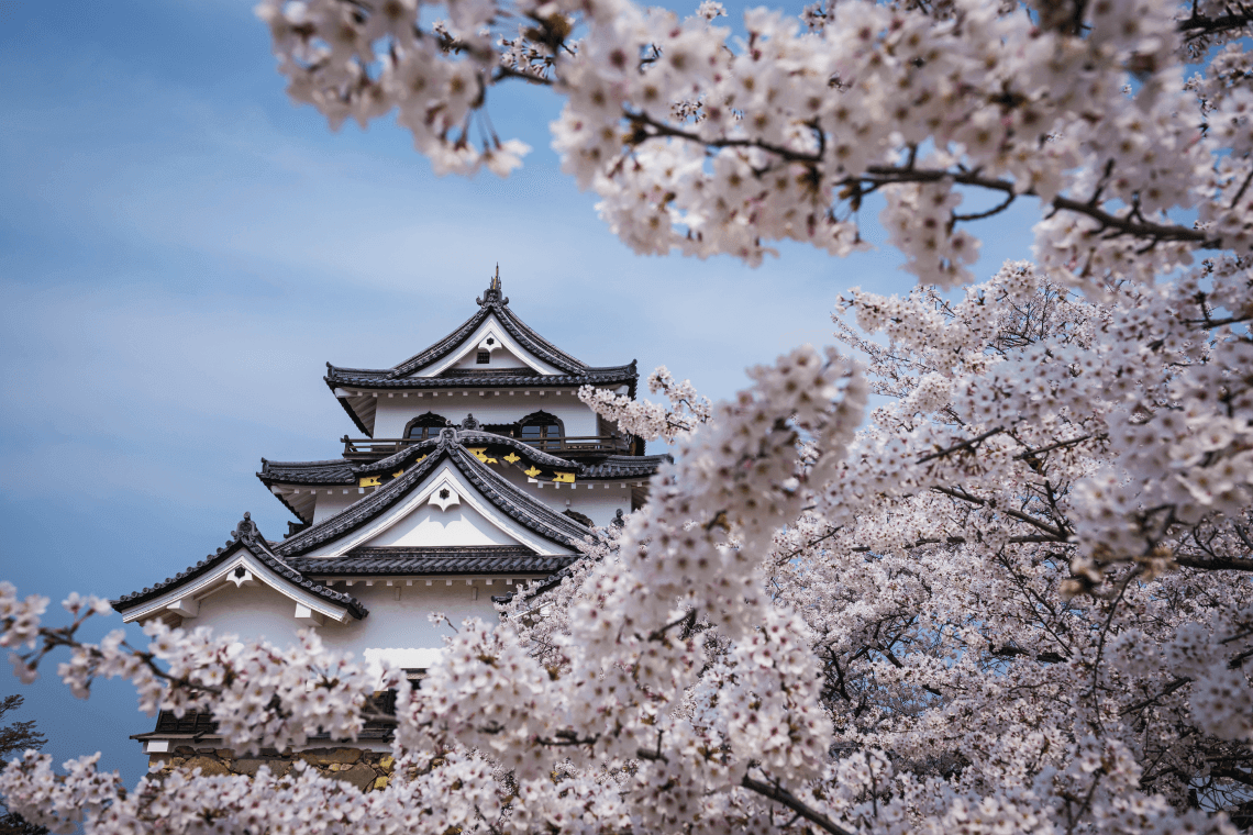 Cherry Blossom Tree or Sakura - Visit Japan in Spring 2024 and