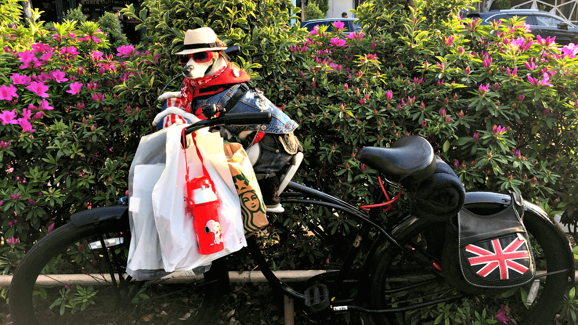 A trendy dog waits for its owner on a bike in Daikanyama, Tokyo, Japan