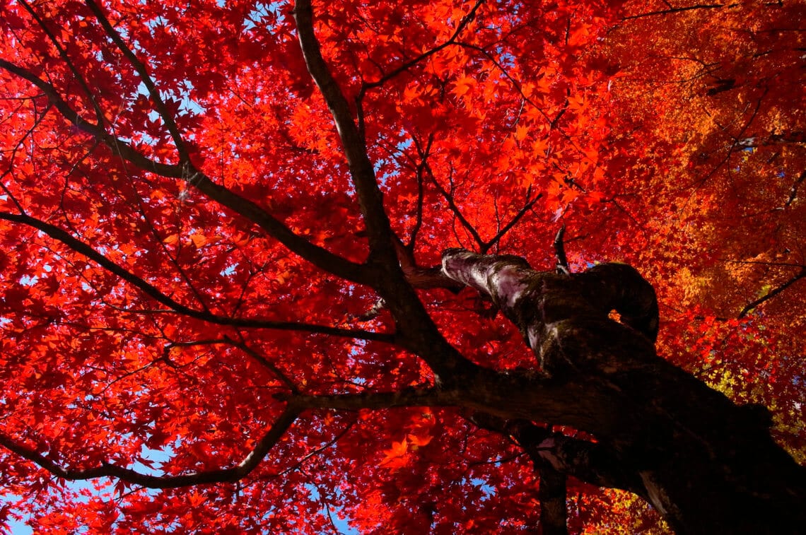 Experience the Beauty of Fall Under Ginko Avenue's Golden Canopy – HOKKAIDO  LOVE!