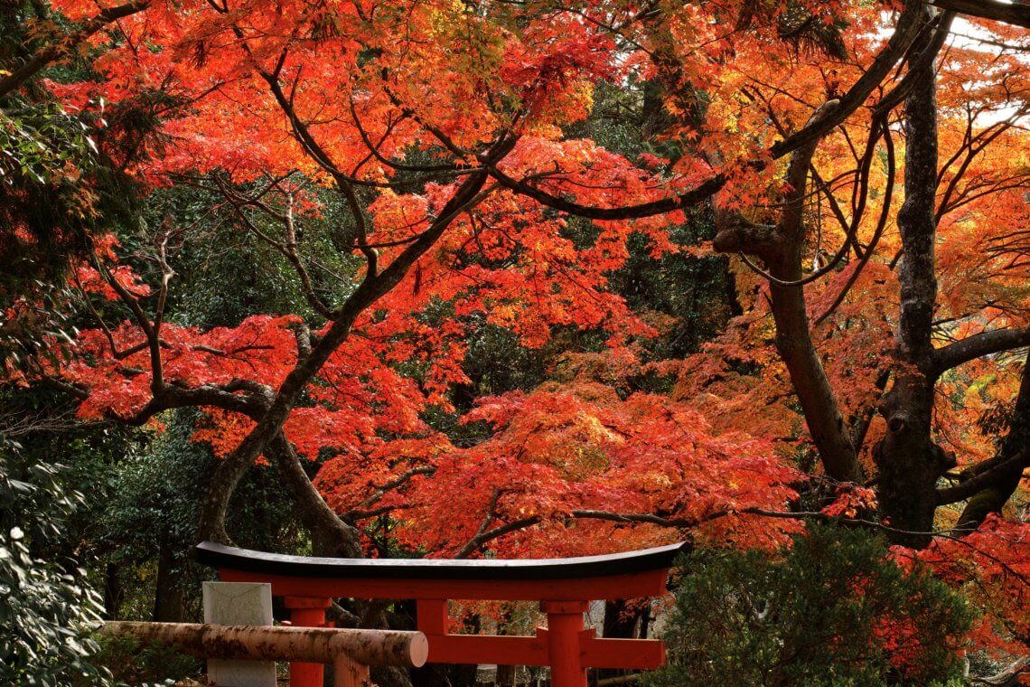 Japanese Maple at Taisan-ji, Kobe, Japan