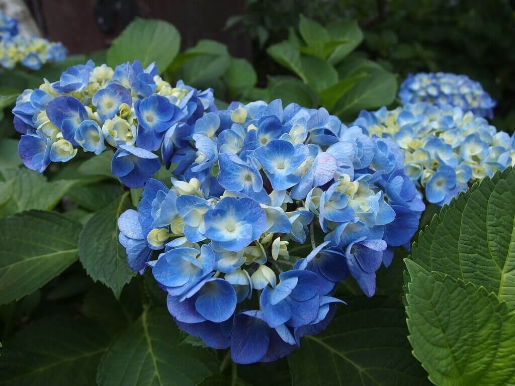 blue hydrangea bush in japan rainy season flower viewing