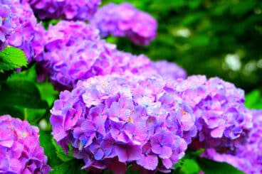 ajisai hydrangeas in japan