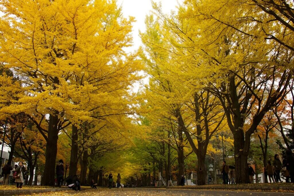 Ginkgo trees during fall in Tokyo, Japan