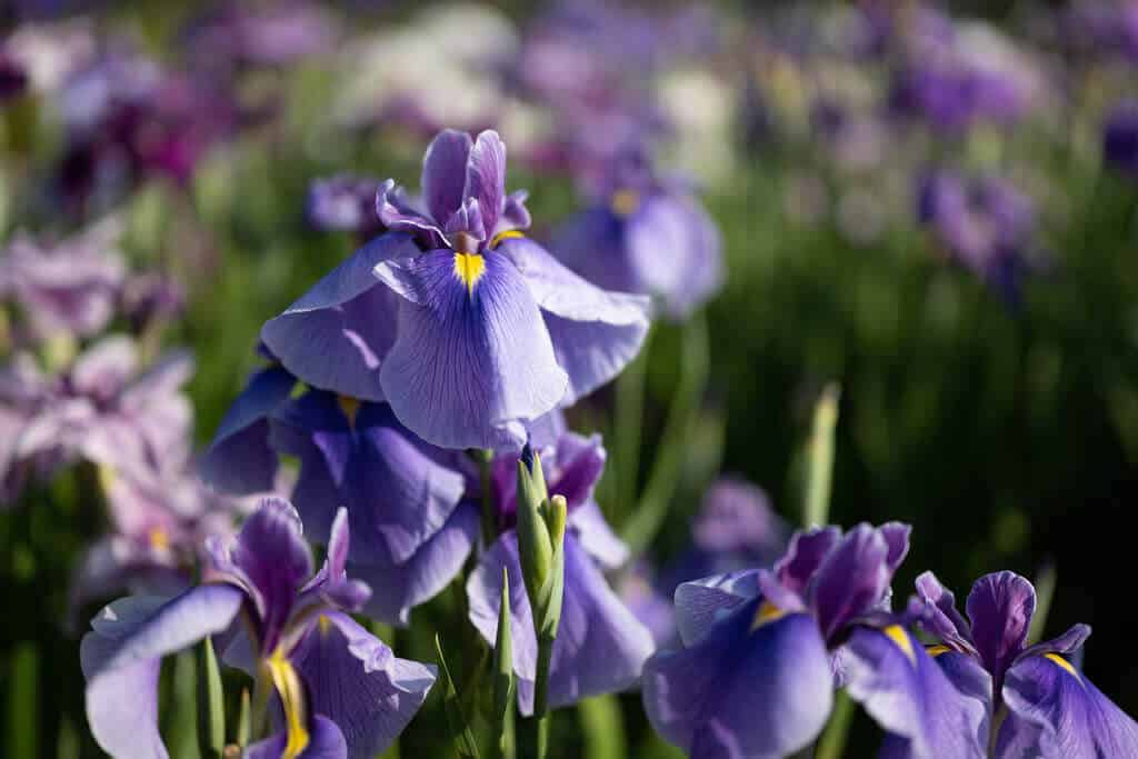 iris field in Japan