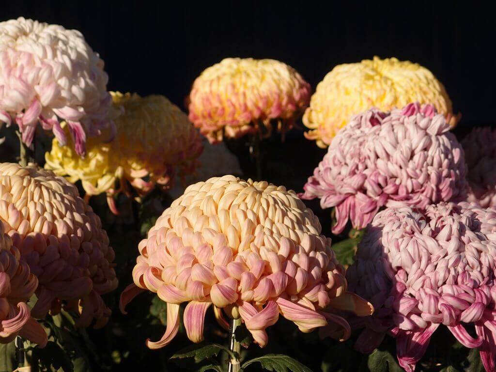 Chrysanthemum at Yushima Tenjin Shrine in Japan