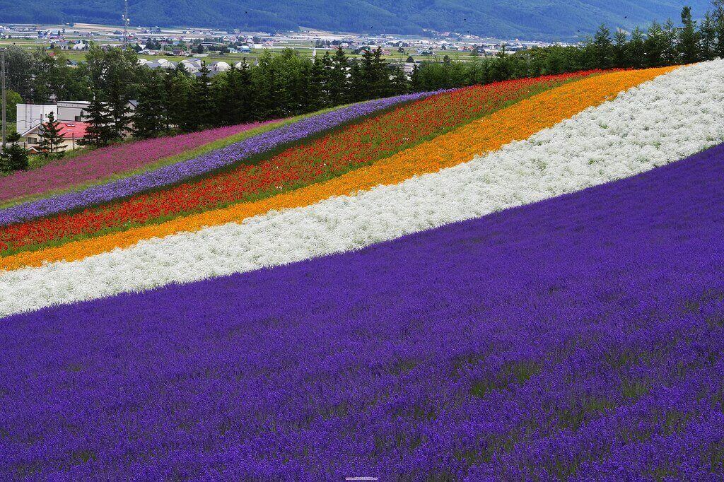 lavender at Shikisai hill in Hokkaido, Japan