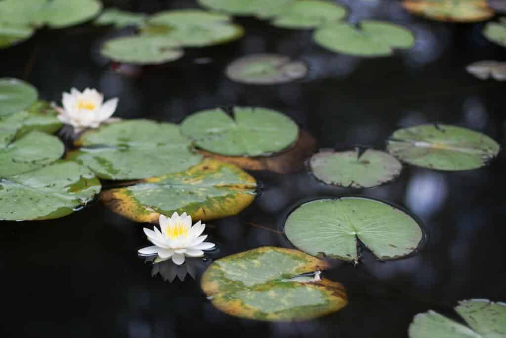 white lotus in japan