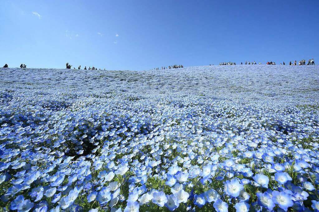 crowds gathering in nemophila field in Japan for flower viewing