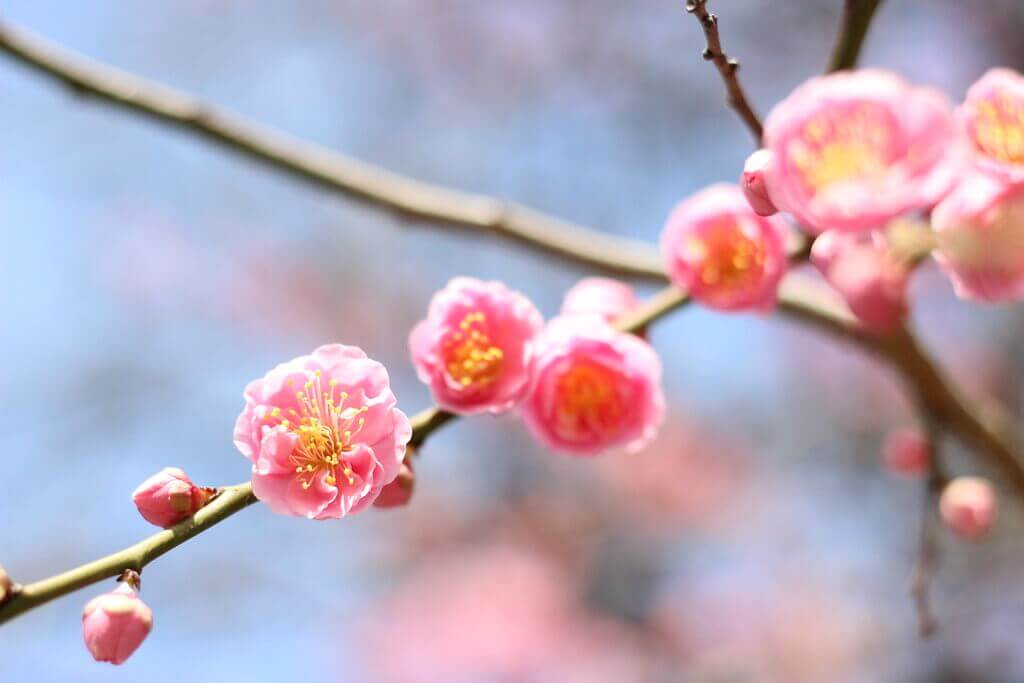 flower viewing a plum blossom in tokyo, japan