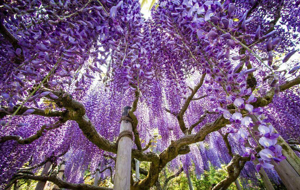 japan purple trees