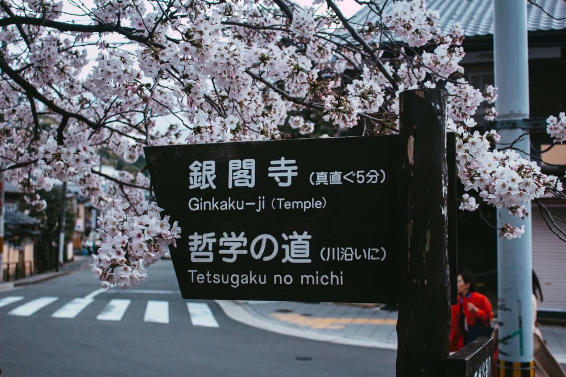 Hoa anh đào Sakura Con đường triết học Kyoto Nhật Bản