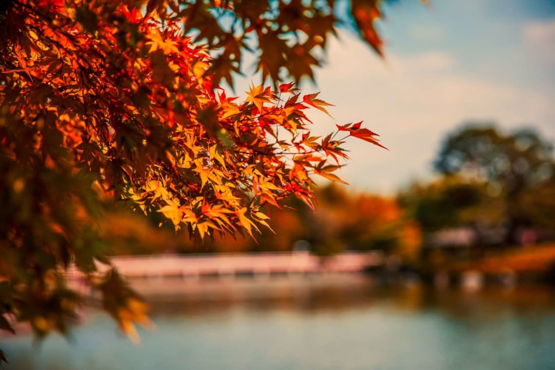 Autumn leaves Showa Kinen Park Tachikawa Tokyo Japan