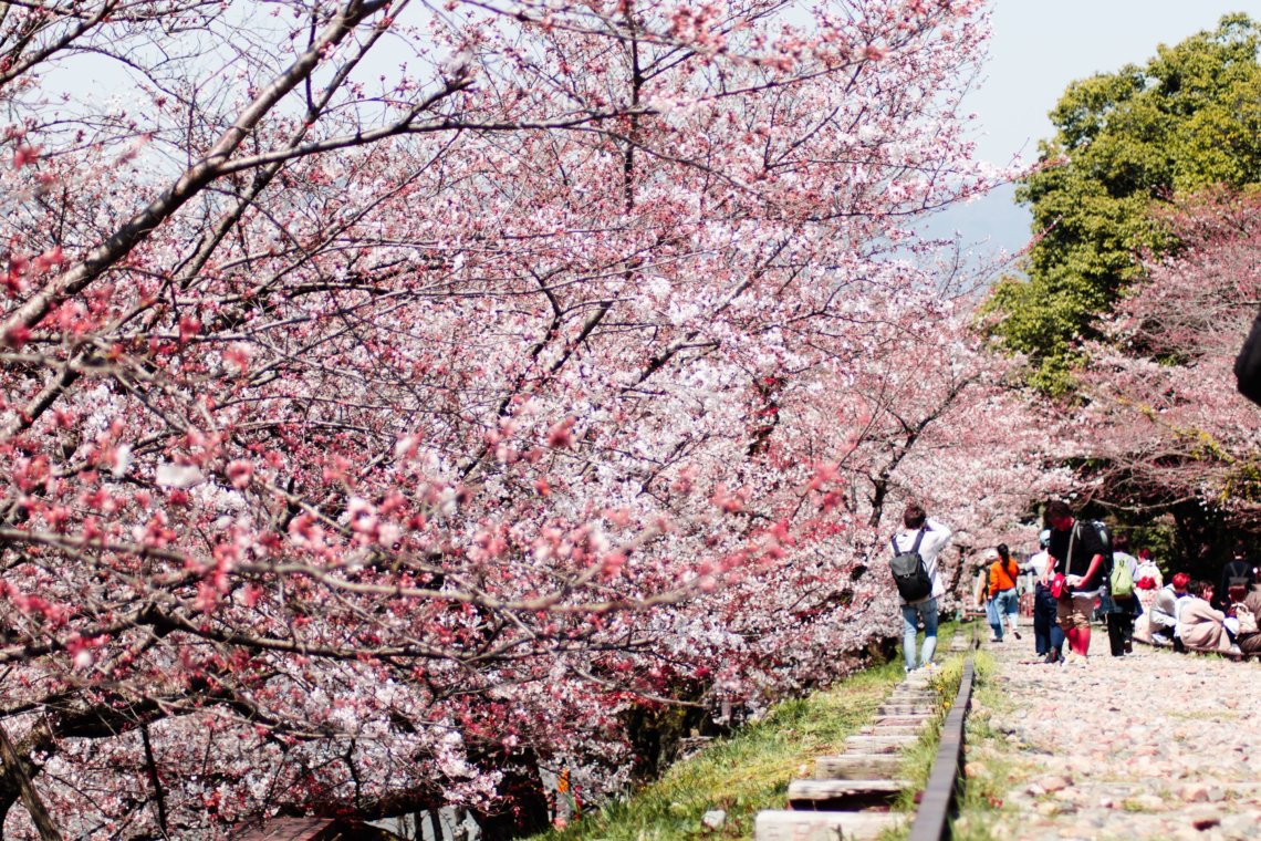 Cherry blossoms Kyoto Japan