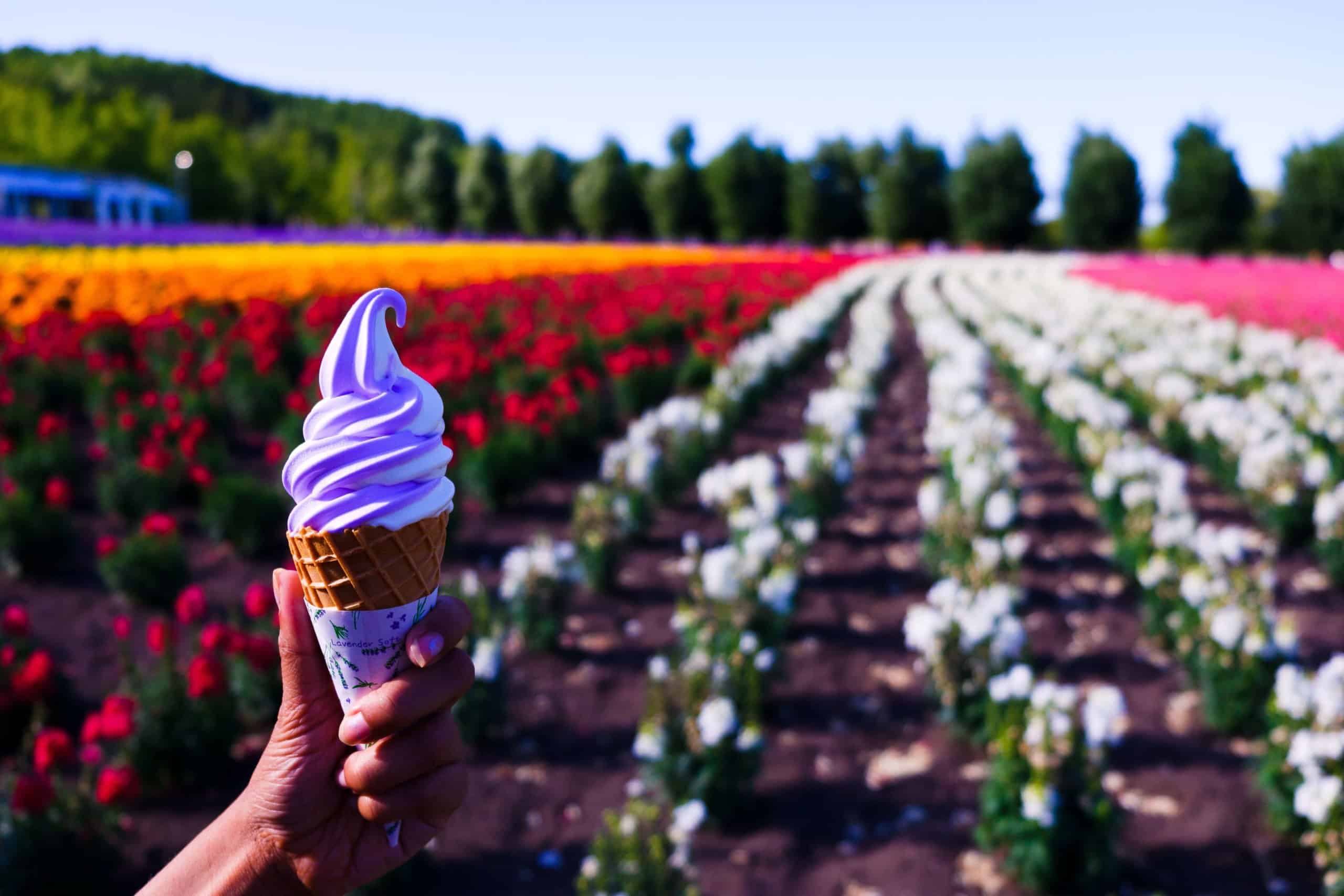 Lavender soft icea cream Sapporo Hokkaido Japan