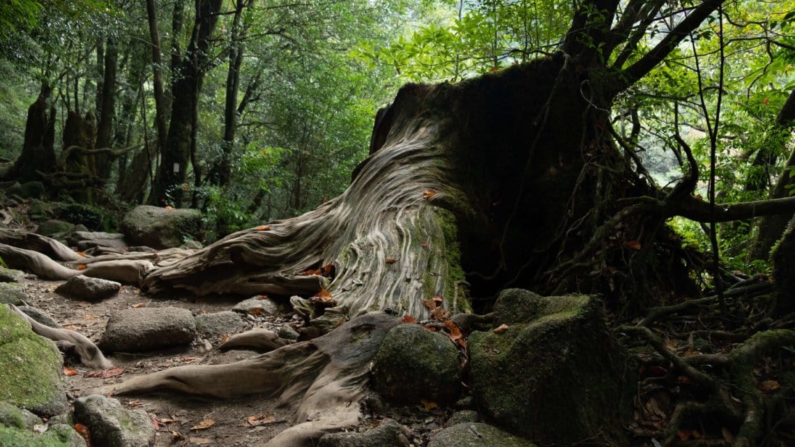 Miyanoura Yakushima Kyushu Japan