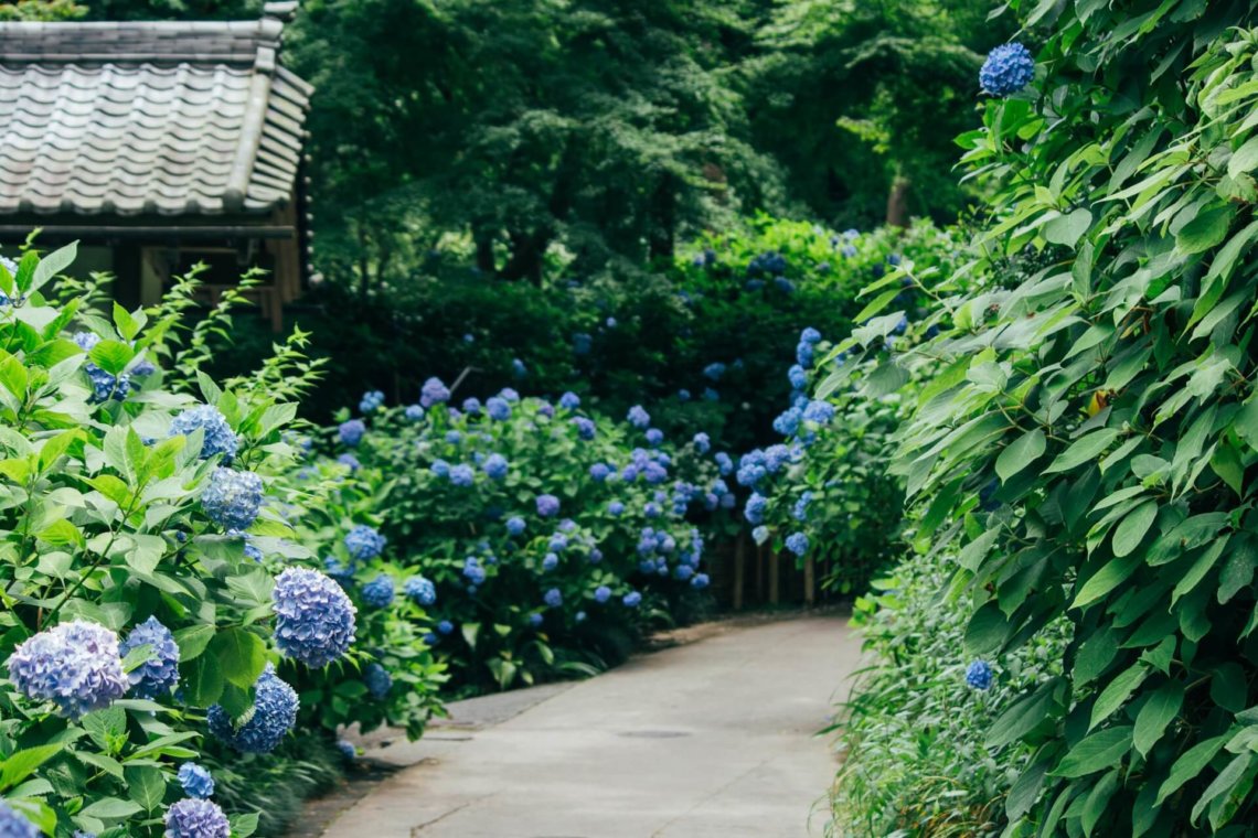 Hydrangeas blooming in Kamakura Japan