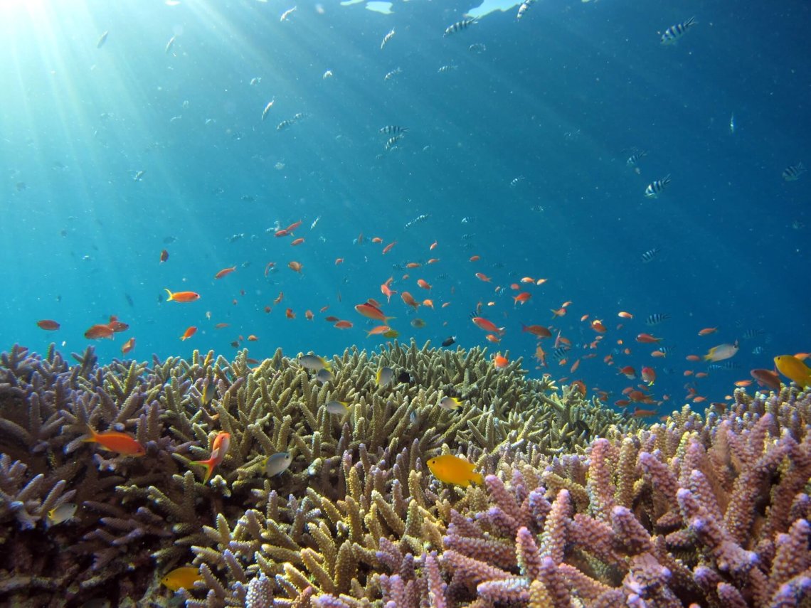 Underwater view on Iriomote Island in the Yaeyama Islands of Okinawa Japan