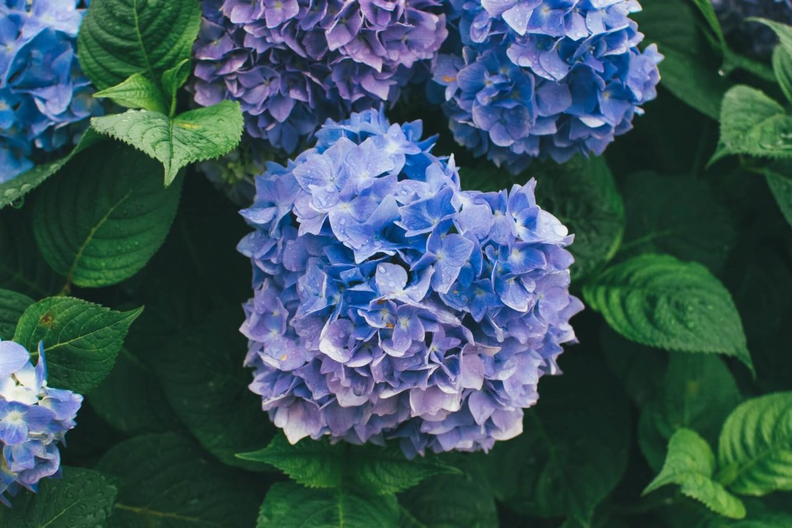 Blue hydrangeas in the rain in Kagoshima Japan