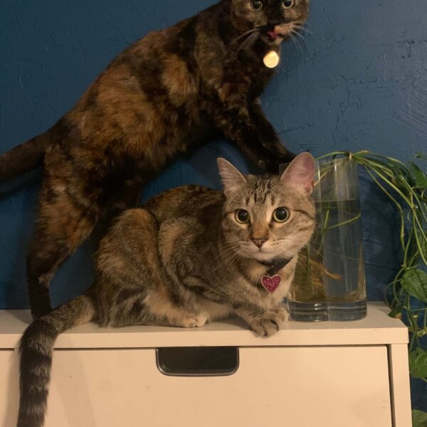 Cookie and Mole Support Team