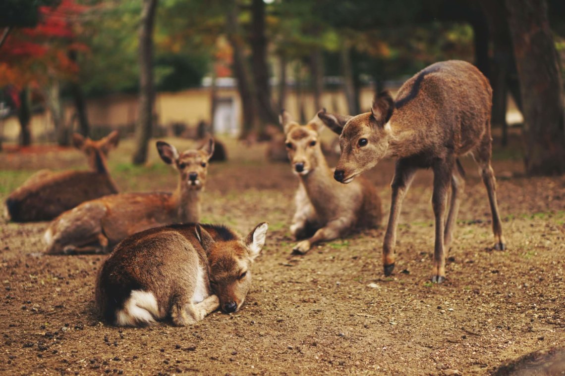 Nara Park