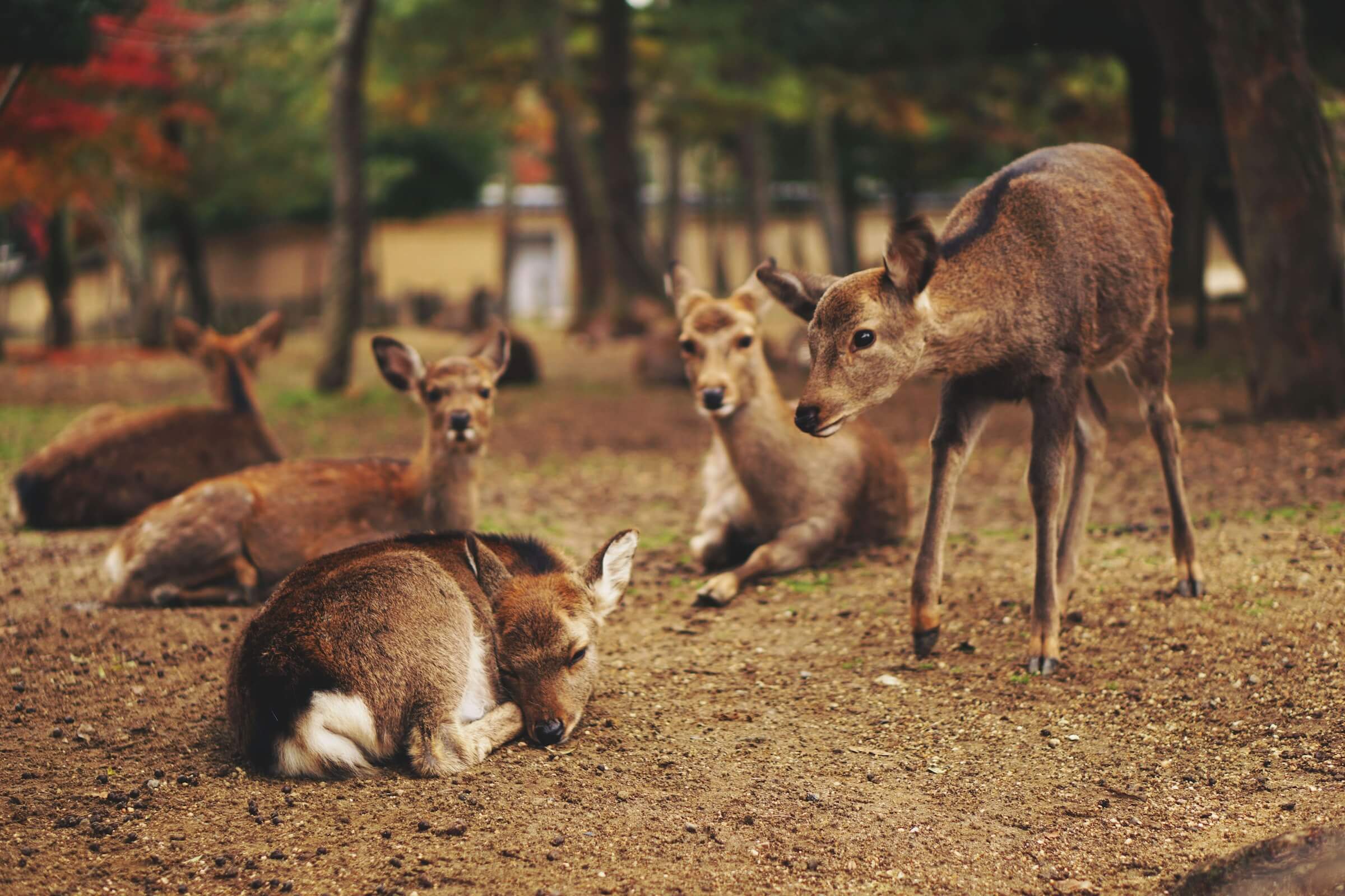 Deer in Nara or Miyajima