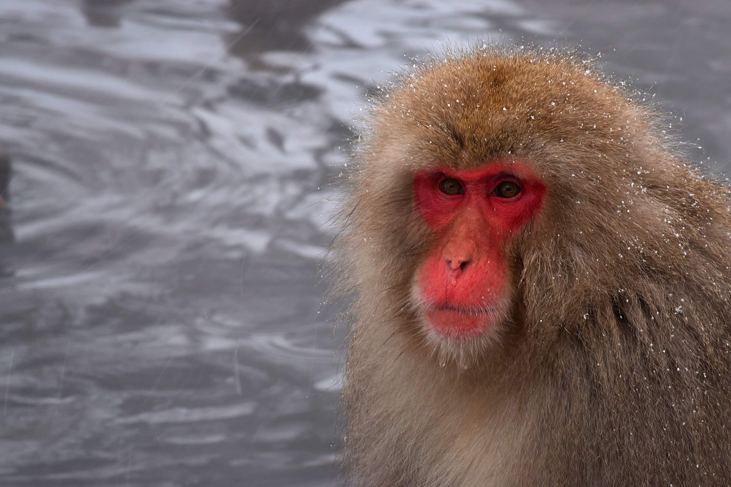 Snow Monkeys in Nagano Prefecture