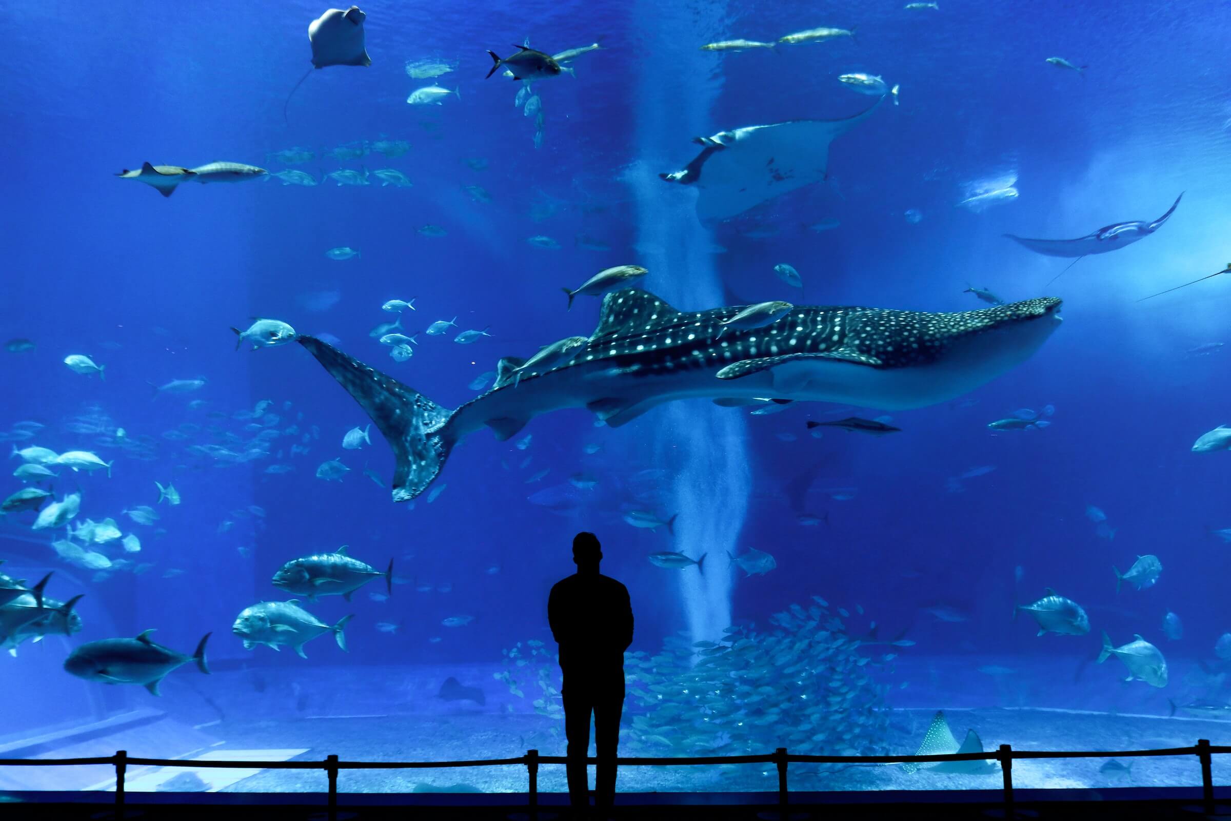 World-Class Aquariums in Osaka and Okinawa