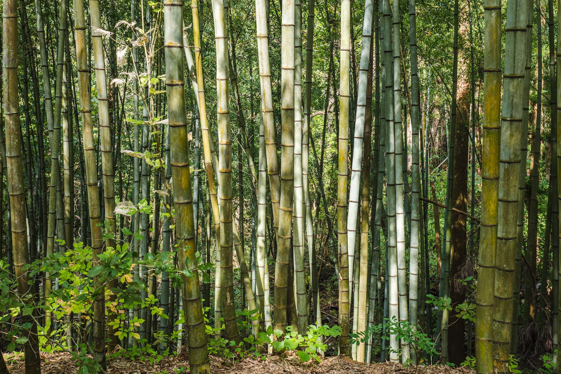 Bamboo forest near Magome - Japan