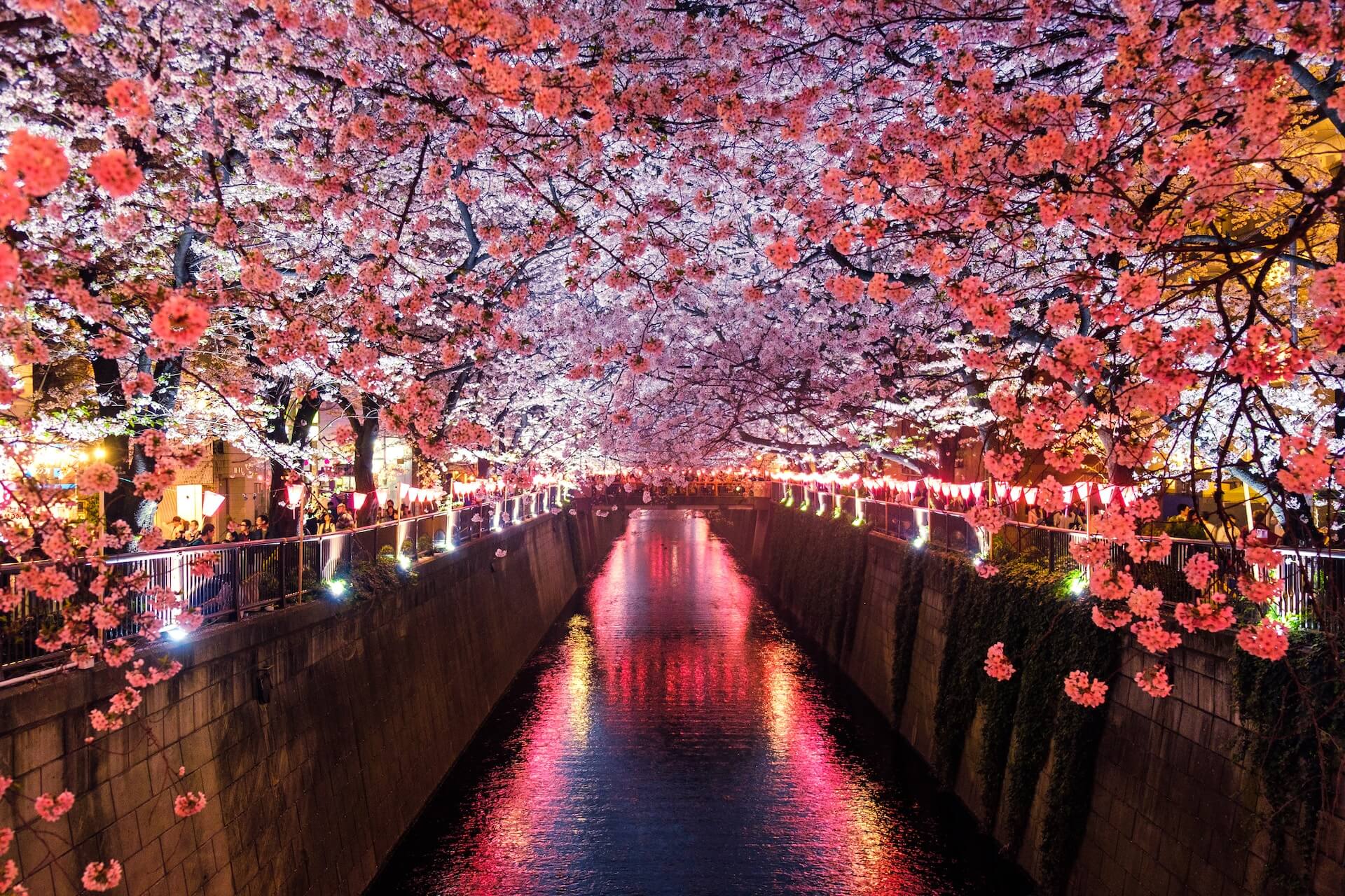 Japanese Cherry trees blossoming over a canal